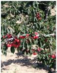 成都KY开元国际化工科技开发有限公司