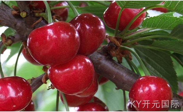 美好时光 “樱”你而来，KY开元国际樱桃采摘欢乐行圆满结束